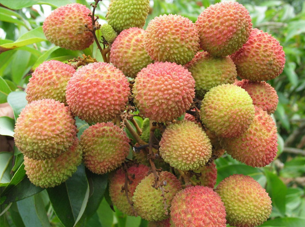 妃子笑荔枝